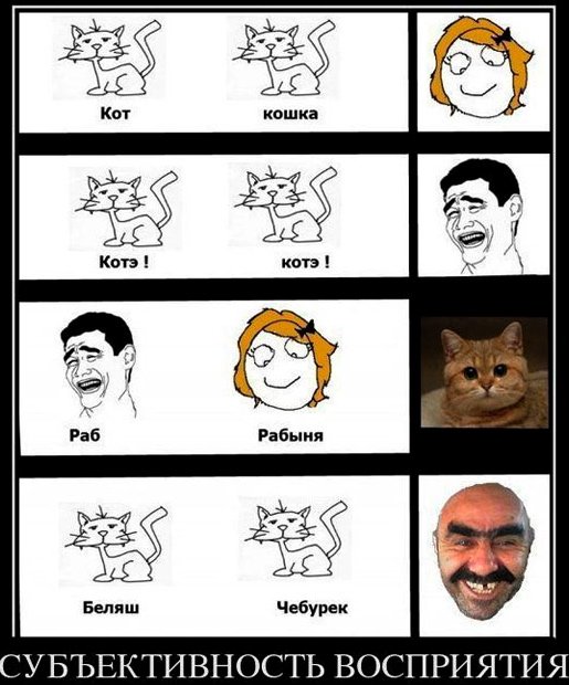 Мемы про котов