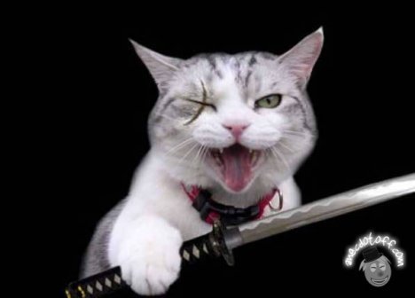 Кот с ножом