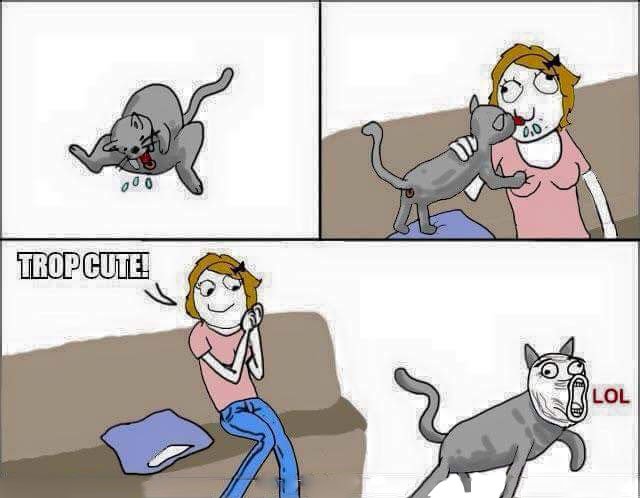 Мемы с кошками