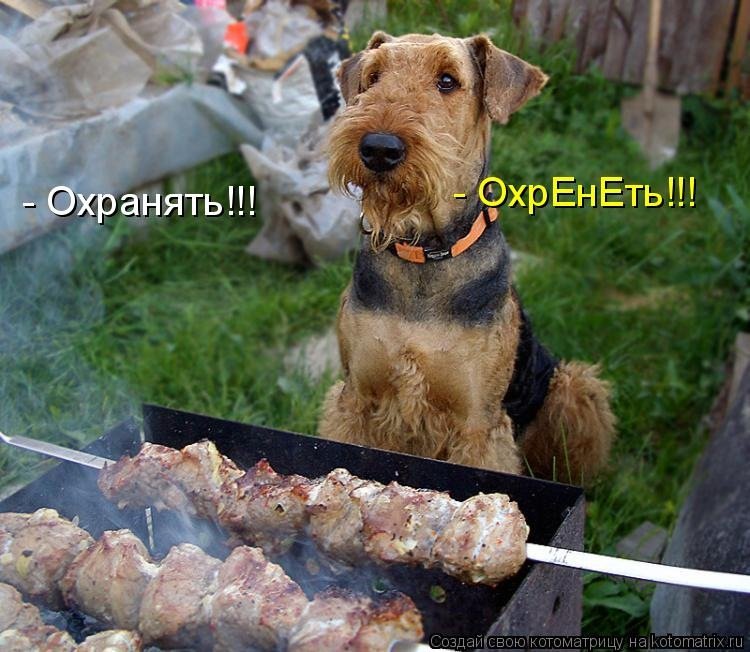 Собаки приколы с надписями