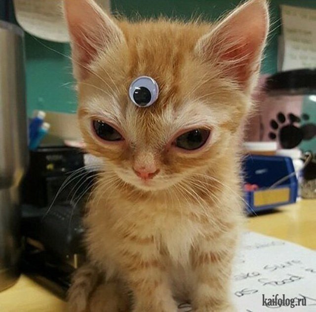 Угарные котята