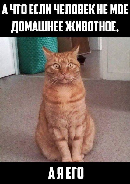 Кот Мем