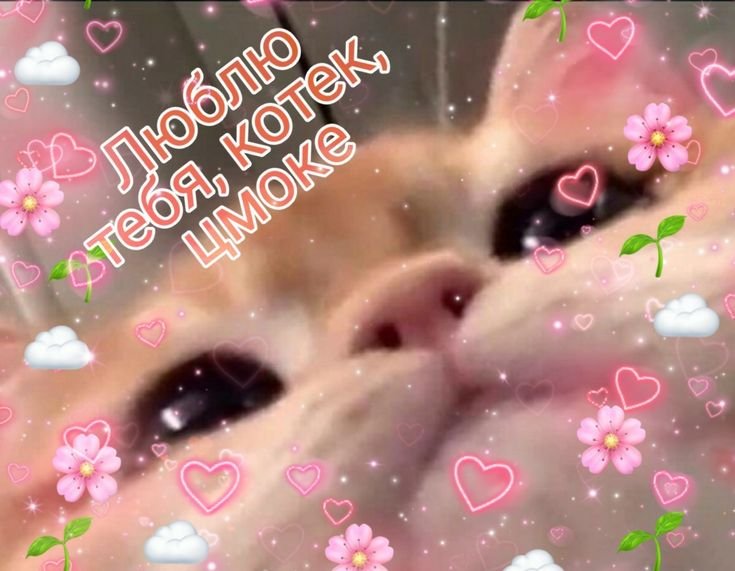 Милый котик Мем