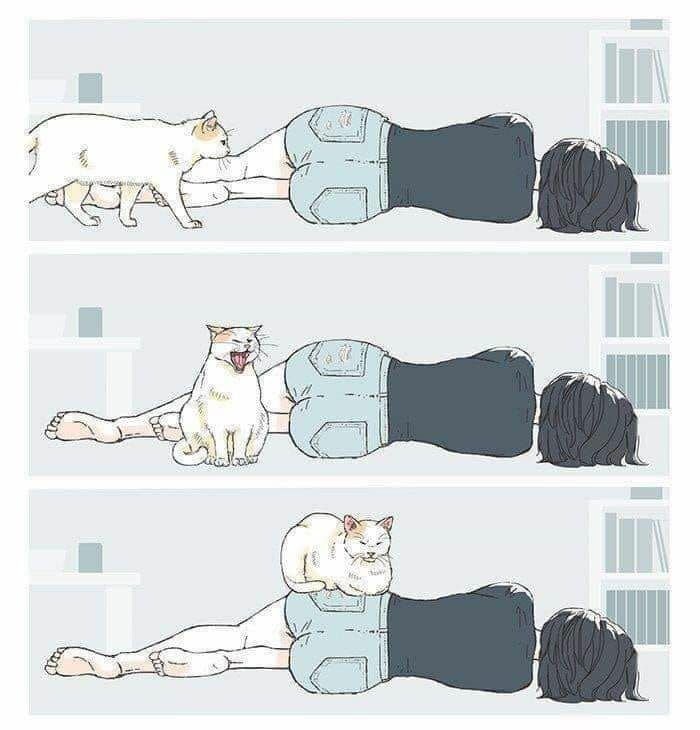 Мемы с котиками