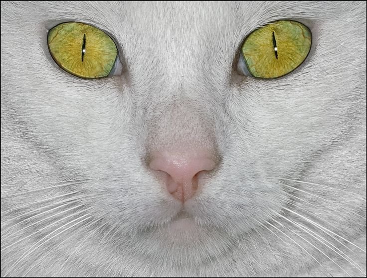 Коты с желто зелеными глазами