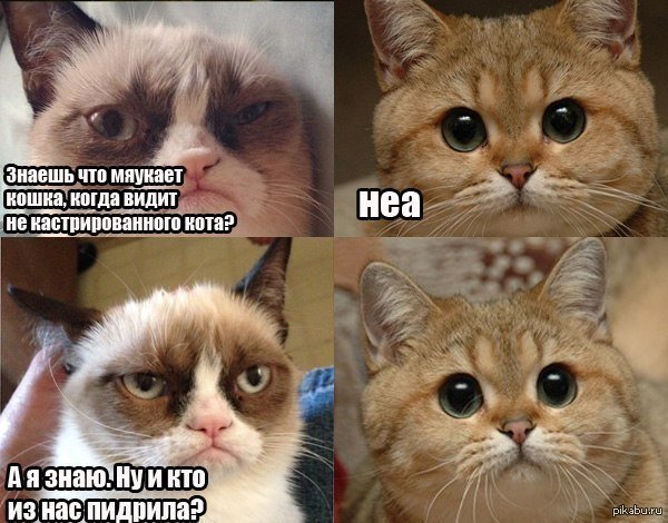 Котенька Пидрила