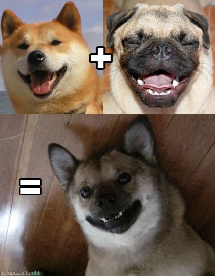 Помесь МОПСА И сиба ину