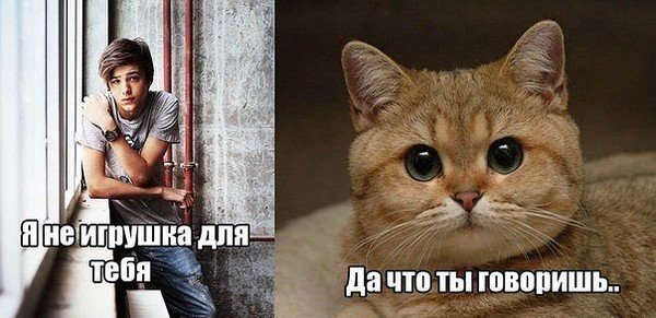 Мем с котом Пидрила