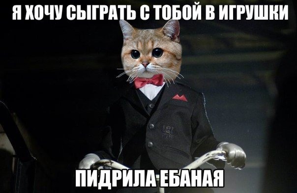 Мем с котом Пидрила