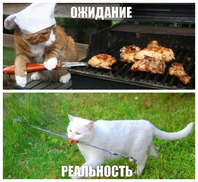 Собака ждет шашлык