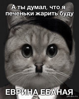 Кот Пидрила