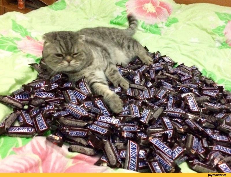 Кот с конфетами