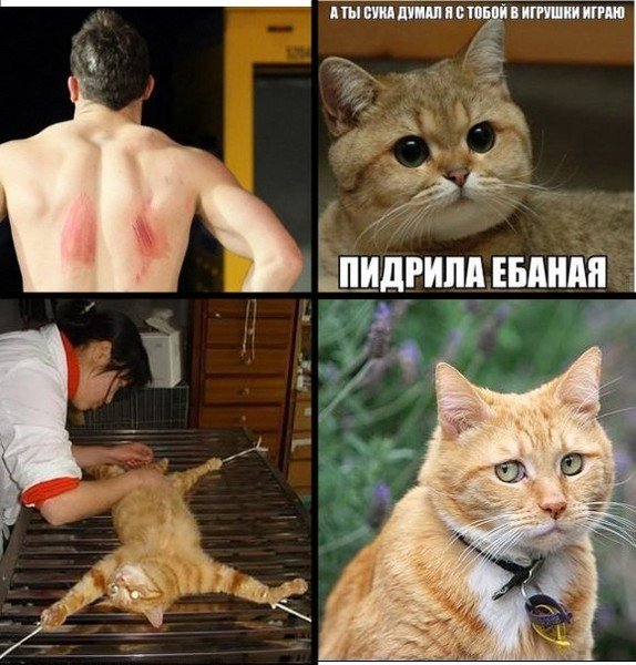 Кот пидрилы