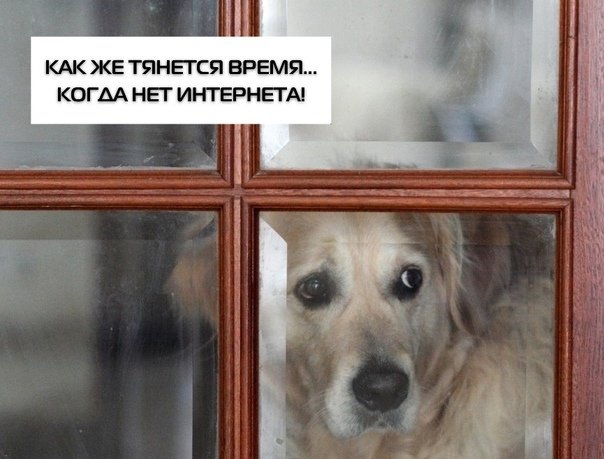 Собака ждет хозяина