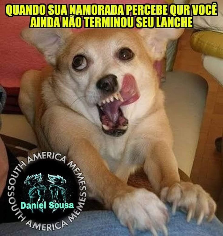 Мемы животные