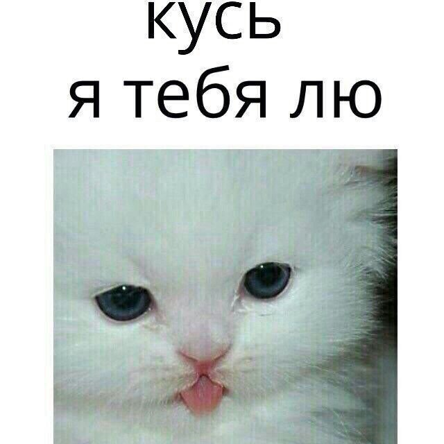 Я тебя люблю Мем с котом