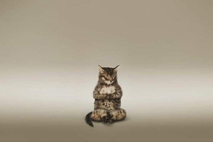 Котик я люблю тебя