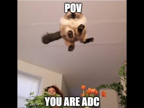 Летучий кот Мем