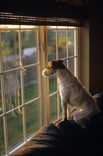Собака у окна смешная