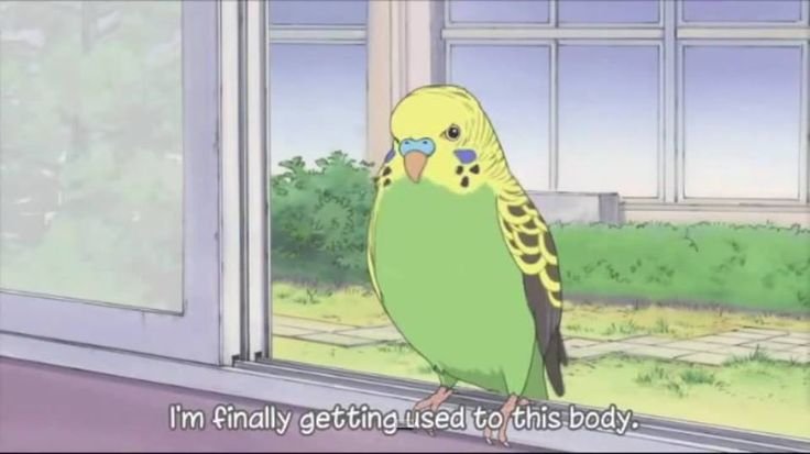 С птицей аниме