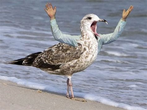 Человек Чайка