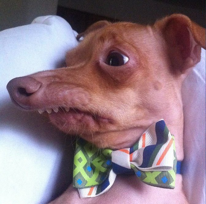 Собака с неправильным прикусом