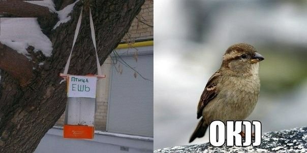 Птица человек