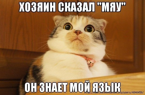 Мемы про котэ