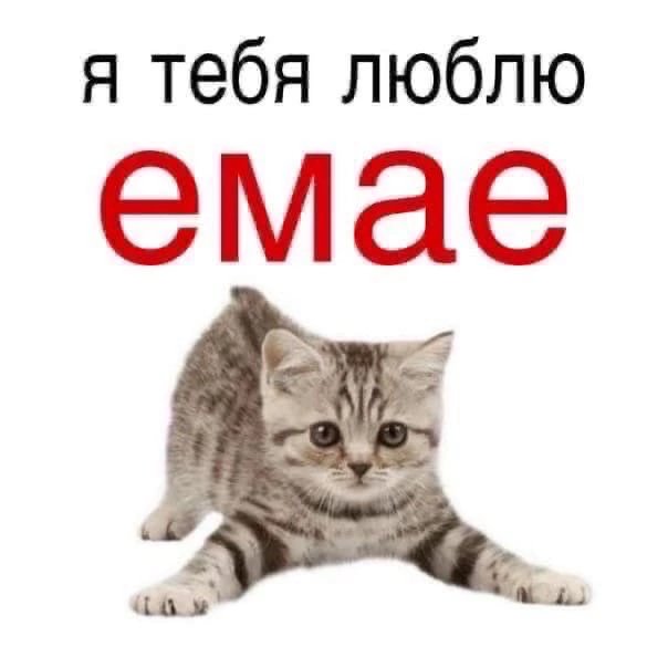 Я тебя люблю котик