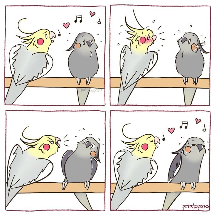 Попугай корелла