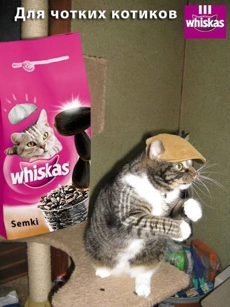 Коты вискас