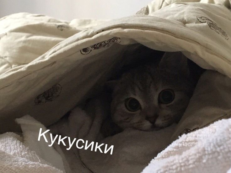 Кукусики Мем