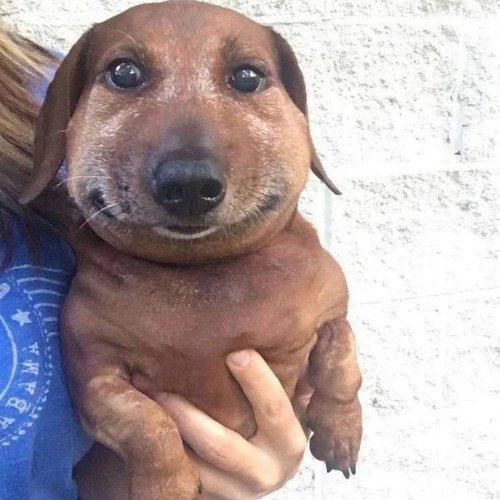 Таксу укусила пчела