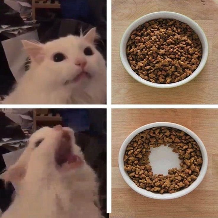 Кошачья логика