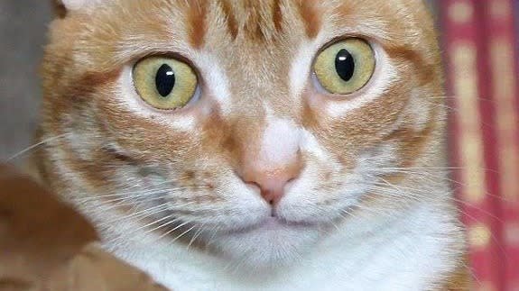 Офигевшее лицо кота