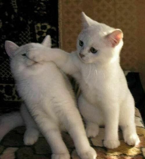 Милая фоточка с котиком и надписью