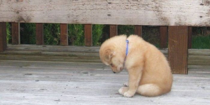 Собака отвернулась