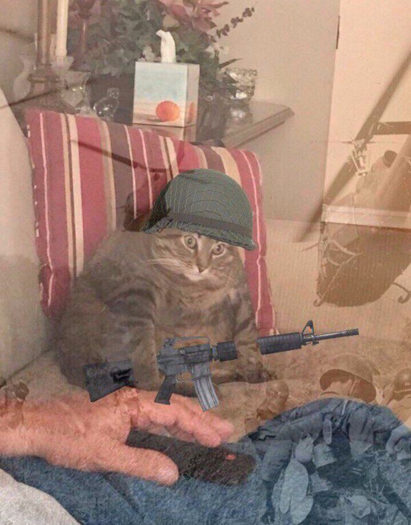 Кот во Вьетнаме с автоматом