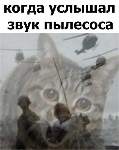 Кот флешбеки Мем