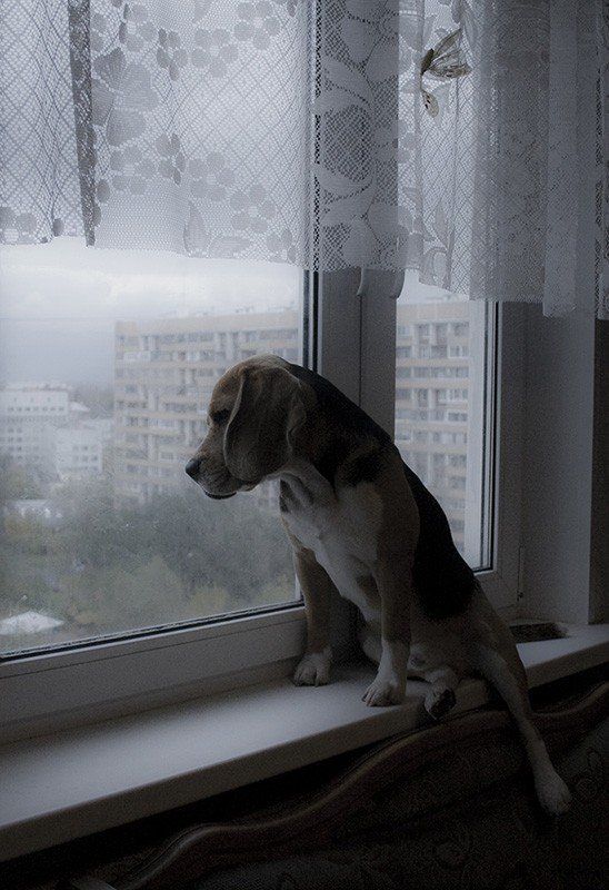 Собака в окне