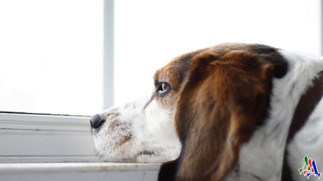 Щенок на окно