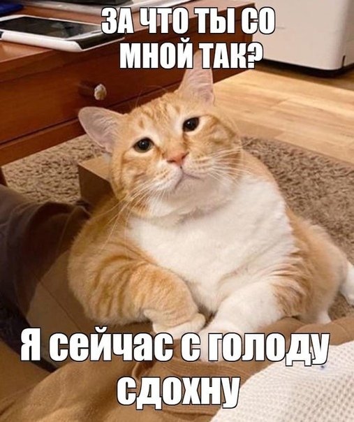 Кот Мем