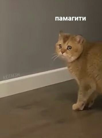 Помогите Мем кот