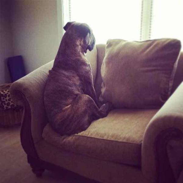 Обида собаки