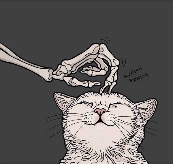 Скелет с котиком