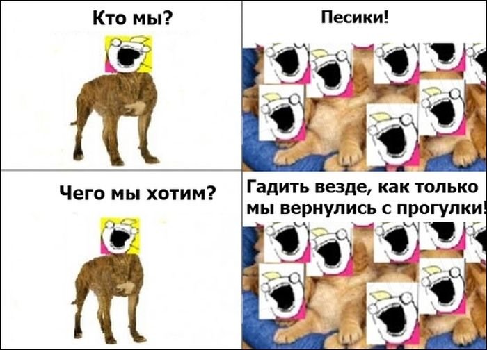 Мемы с собаками с надписями