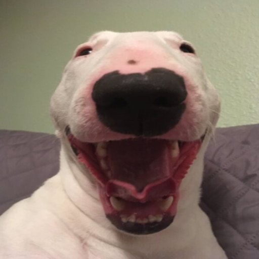 Смотрящая собака в камеру