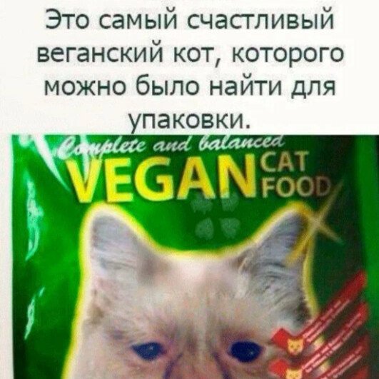 Веган корм для кошек