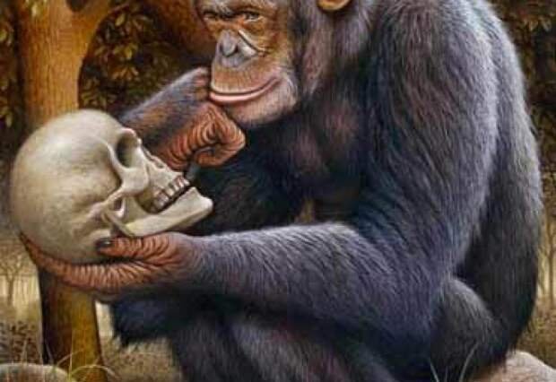 Обезьяна держит череп человека