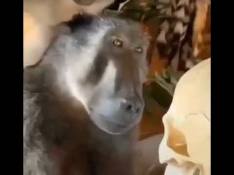 Обезьяна держит череп человека